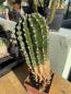 Preview: Echinopsis Hybr. rosa